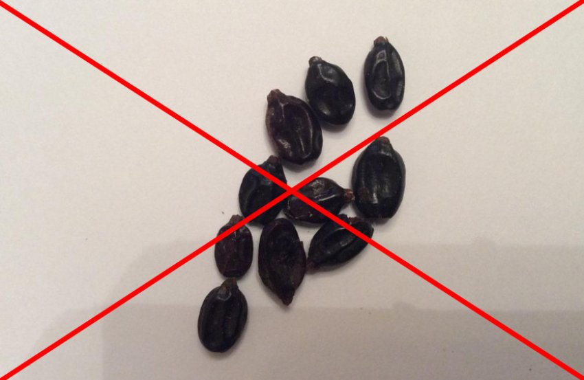 Семена гортензії Семена гортензії