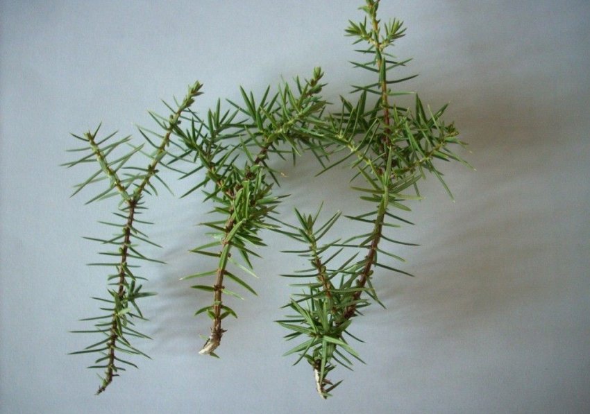 Розмноження ялиці