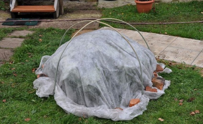 Укриття гортензії на зиму