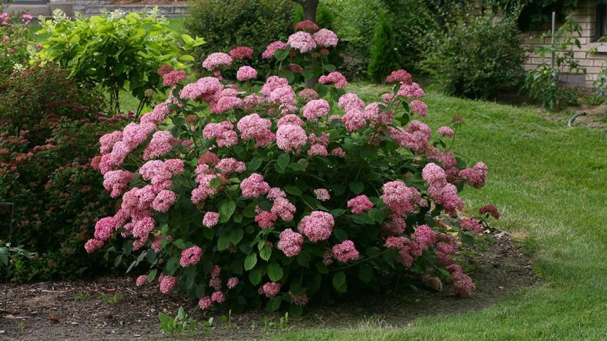 Догляд за гортензією Пінк Аннабель