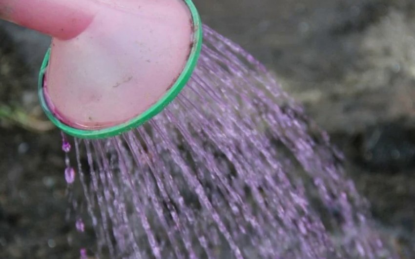 Полив гортензій марганцовкою