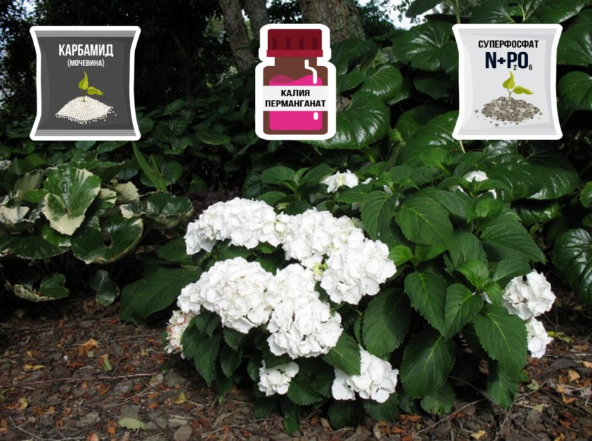 Добрива гортензії Добрива гортензії
