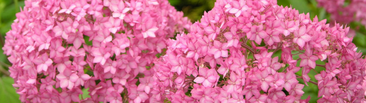 Вирощування та використання гортензії "Белла Анна"