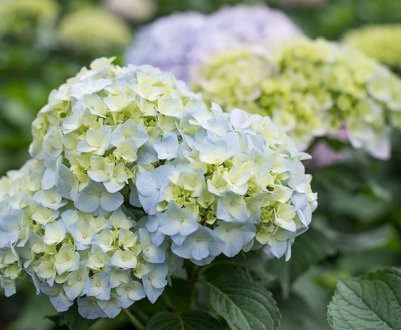 Характеристики метеликоподібної гортензії "Royal Flower"