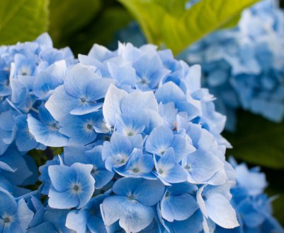 Сині й блакитні сорти гортензій