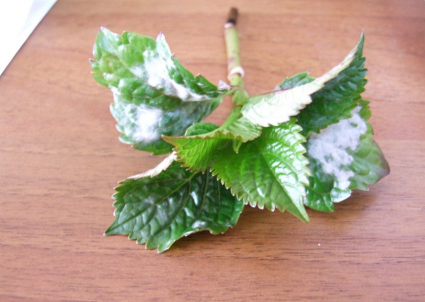 Біла гниль гортензії