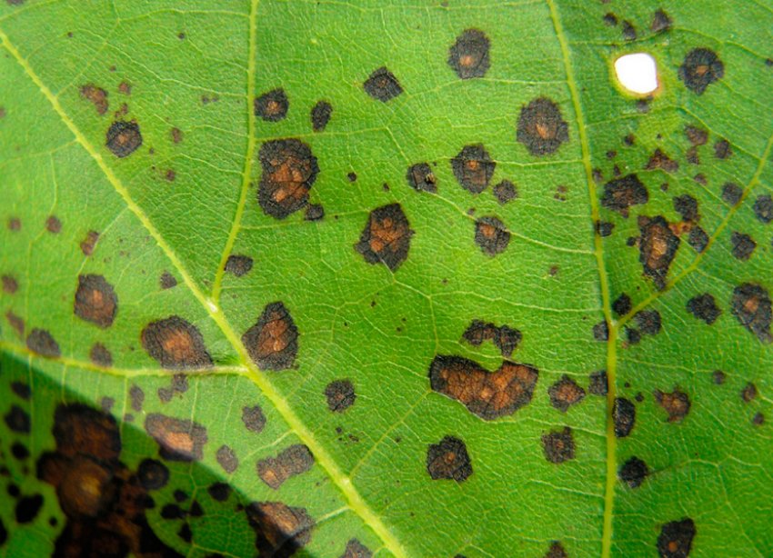 Септоріоз гортензії