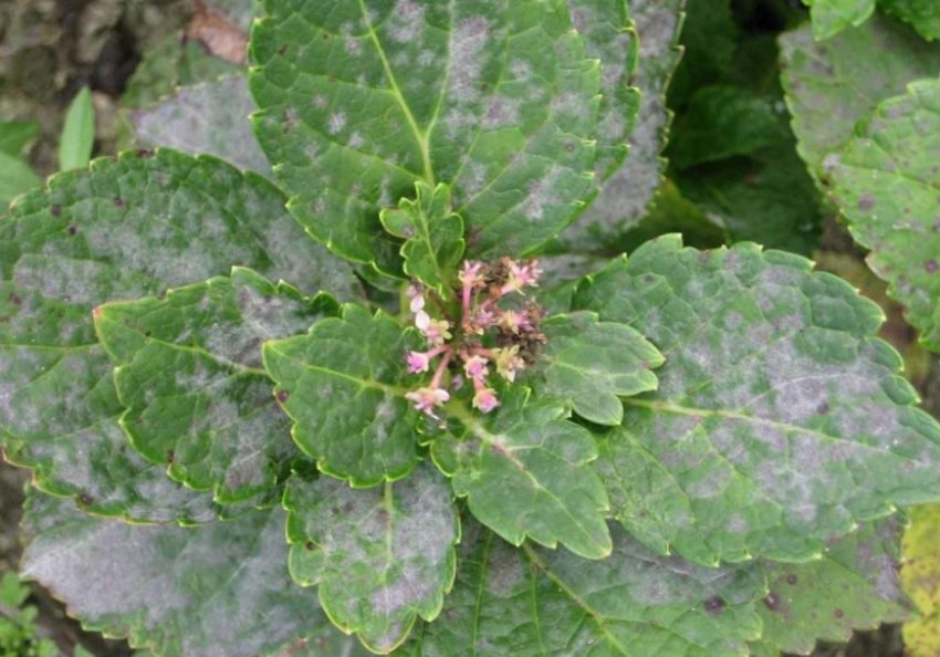 Борошниста роса на гортензії