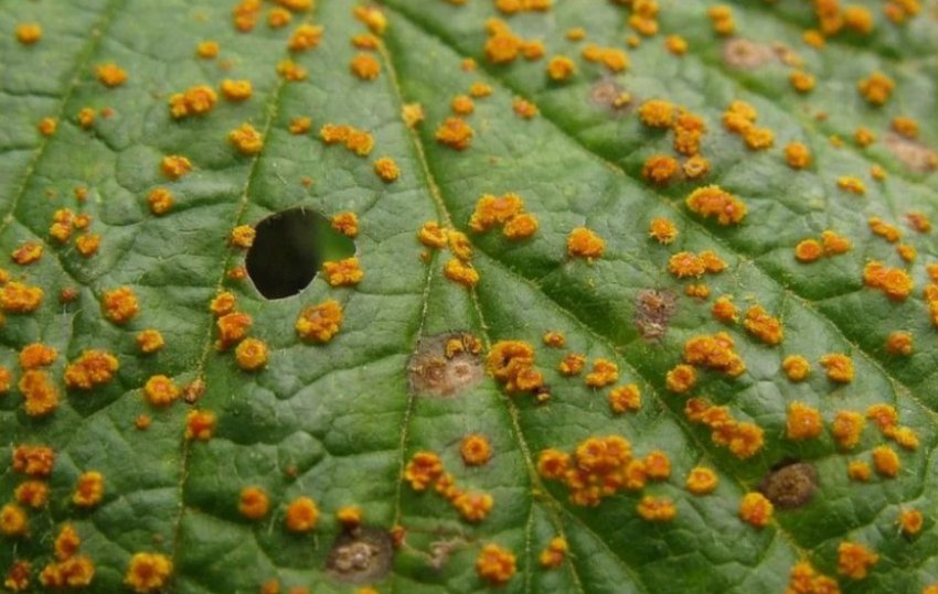 Іржавіння на листках гортензії