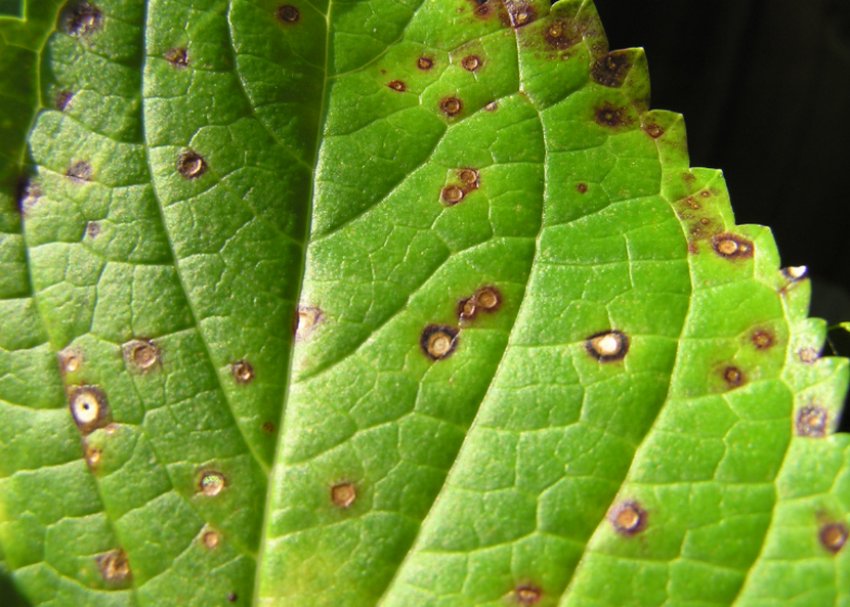 Кільцева плямистість на гортензії