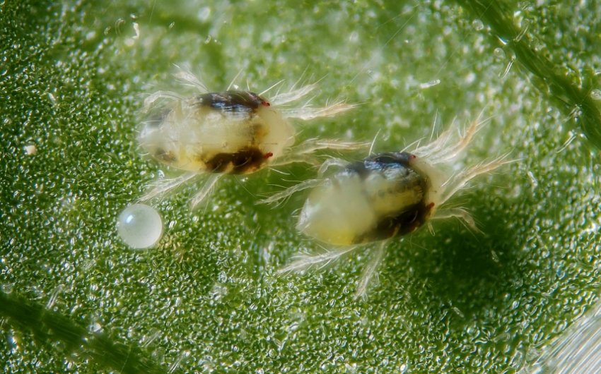 Павутинний кліщ на гортензії