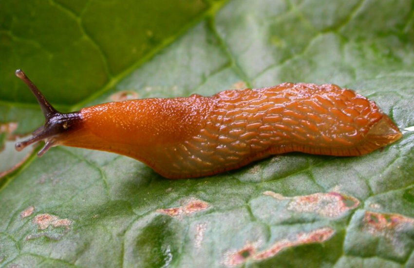 Слизні на гортензії