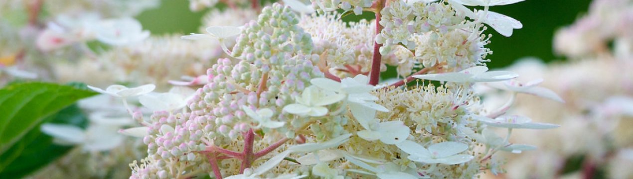 Опис та вирощування гортензії "Ерлі Гаррі"