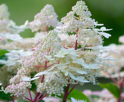 Опис та вирощування гортензії "Ерлі Гаррі"