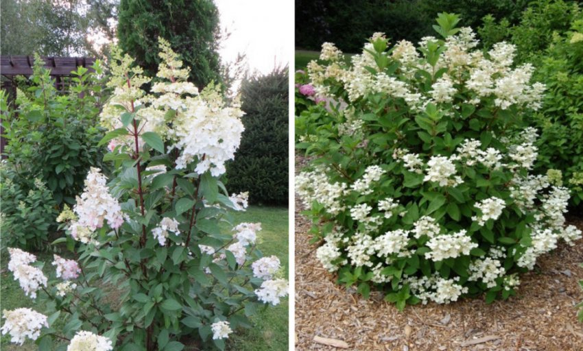 Гортензія Early Harry Гортензія Early Harry