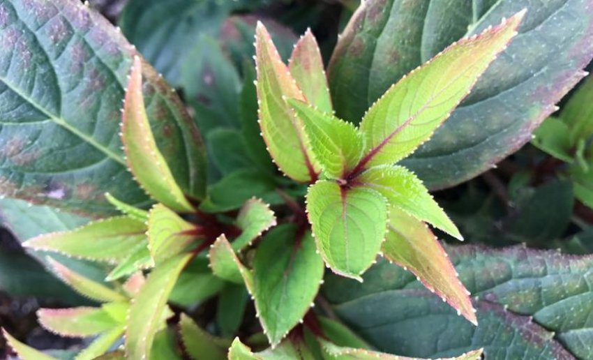 Листя куща Early Harry Листя куща Early Harry