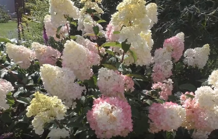 Гортензія Early Harry Гортензія Early Harry