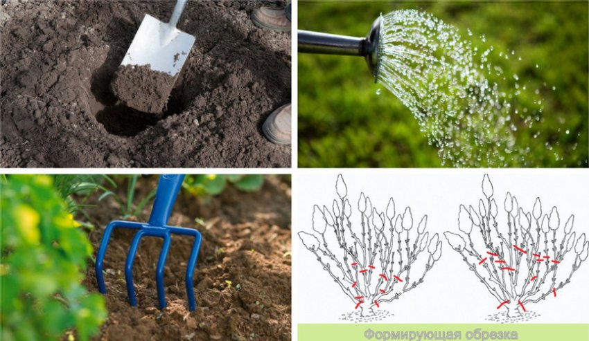 Особливості вирощування гортензії Ранній Гаррі Особливості вирощування гортензії Ранній Гаррі