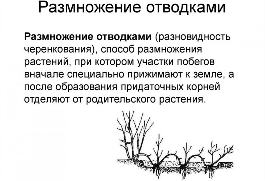 Размножение отводками