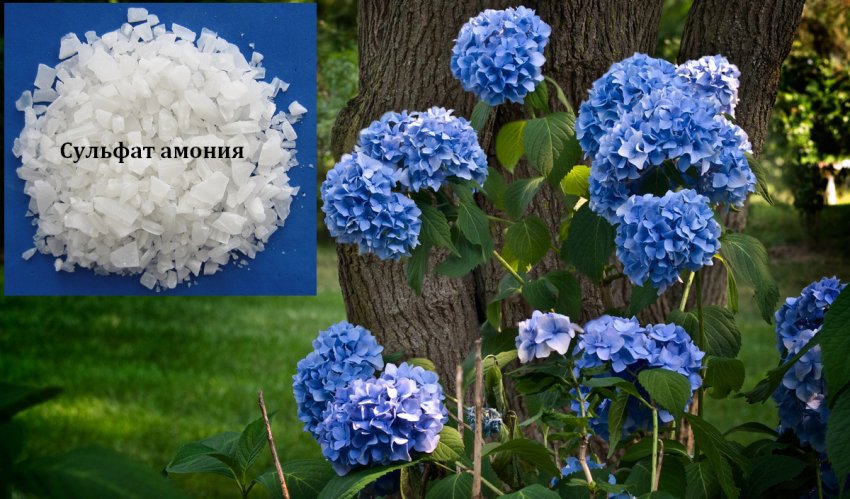 Добриво для голубих гортензій Добриво для голубих гортензій