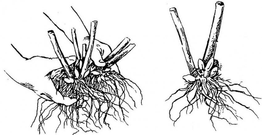 Розмноження діленням куща Розмноження діленням куща