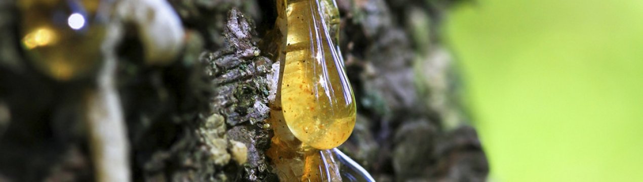 Лікувальні властивості та застосування кедрової смоли