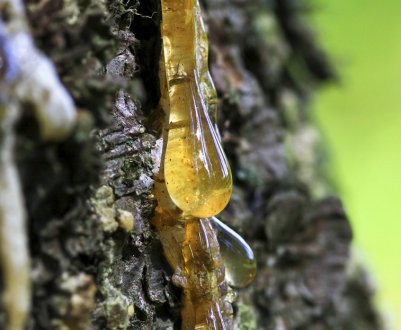 Лікувальні властивості та застосування кедрової смоли