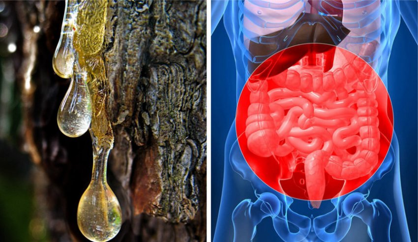 Кедрова смола при захворюваннях кишківника Кедрова смола при захворюваннях кишківника