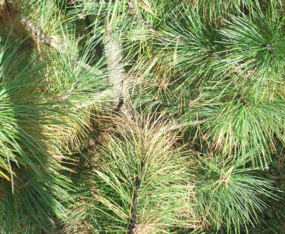 Лікування захворювань кедра та боротьба з шкідниками