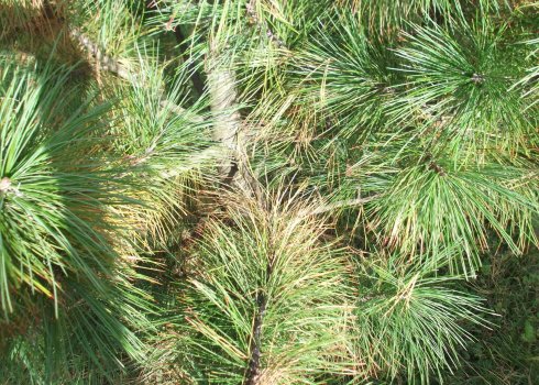 Лікування захворювань кедра та боротьба з шкідниками