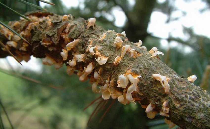 Смоляний рак на пеньку кедра