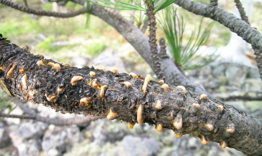 Ржавчина кедра