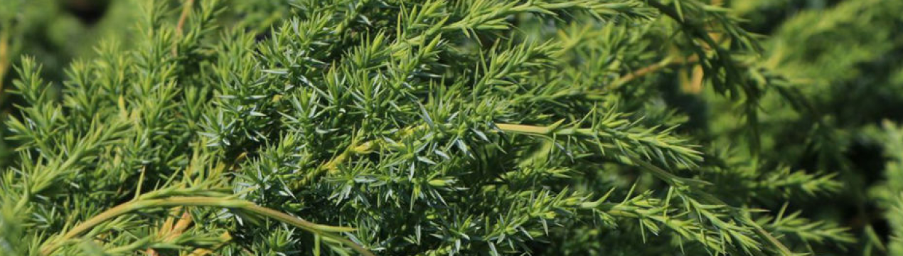 Опис китайського можжевельника сорту "Монарх", посадка і догляд