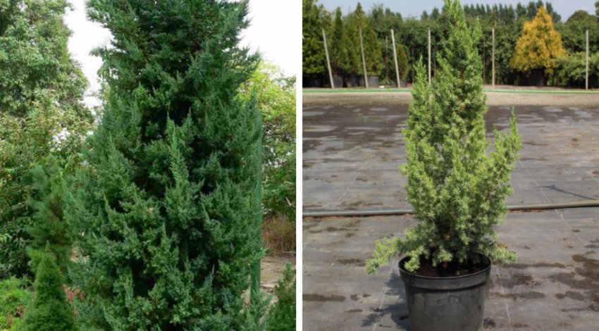 Можжевільник Монарх