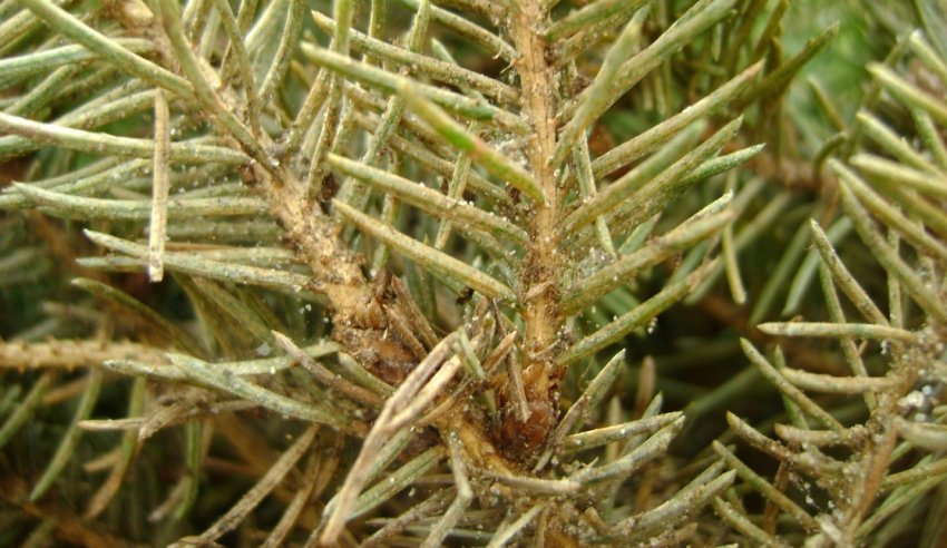 Ялицевий клещ на голку ялиці