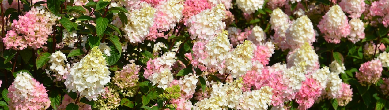 Компанія-виробник гортензій "Алекс Шумахер"