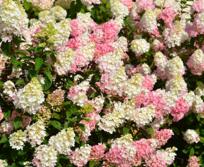 Компанія-виробник гортензій "Алекс Шумахер"