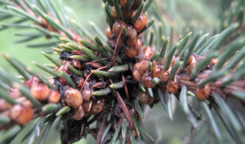 Ложніщитівка ялицева мала