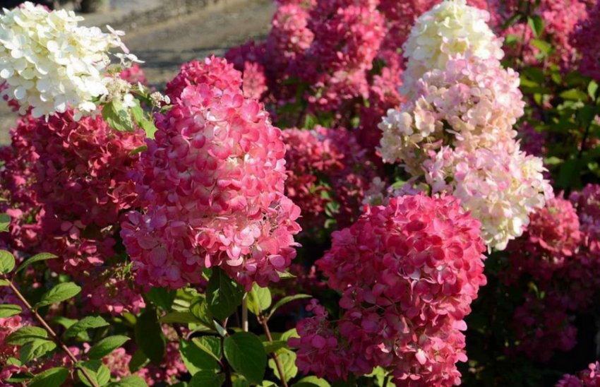 Гортензія Даймонд Руж Гортензія Даймонд Руж