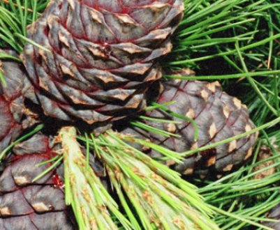 Лікувальні властивості кедрових шишок