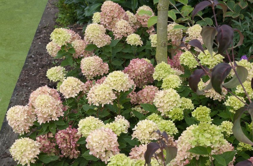 Гортензія Літл Лайм Гортензія Літл Лайм