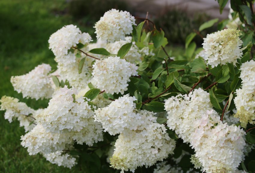 Гортензія Саммер Сноу Гортензія Саммер Сноу