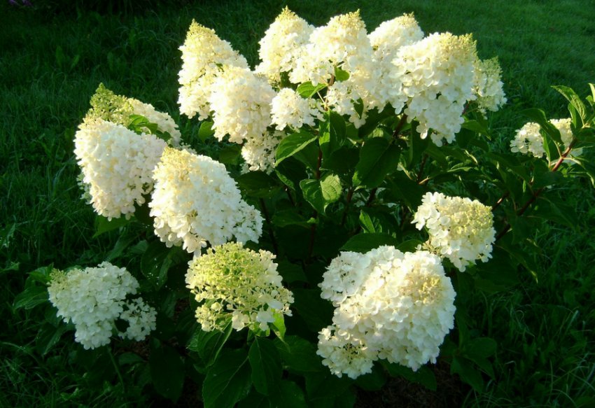 Гортензія Срібний Долар Гортензія Срібний Долар