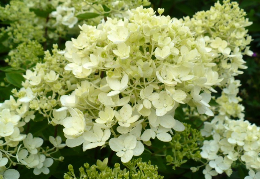 Гортензія Бомбшел Гортензія Бомбшел