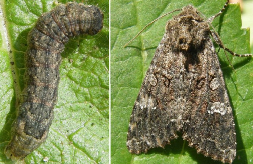 Совка та її гусінь