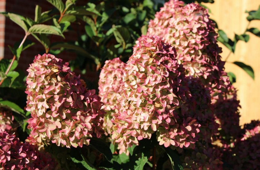 Гортензія Меджикал Кендл Гортензія Меджикал Кендл