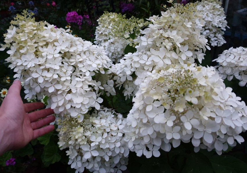 Гортензія Роял Флауер Гортензія Роял Флауер