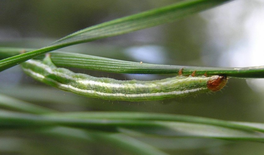 Гусениця пядениці