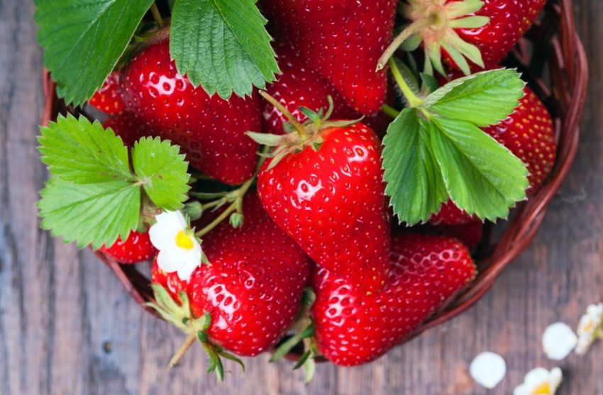 На фермах Іспанії некому збирати полуницю На фермах Іспанії некому збирати полуницю