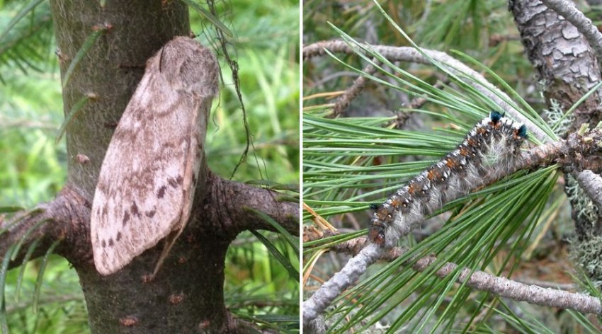 Молодощадний шовкопряд